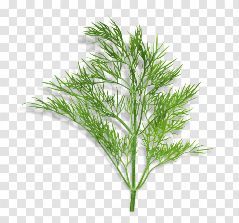 White Pine Grass Plant Leaf Red - American Larch - Tree Transparent PNG