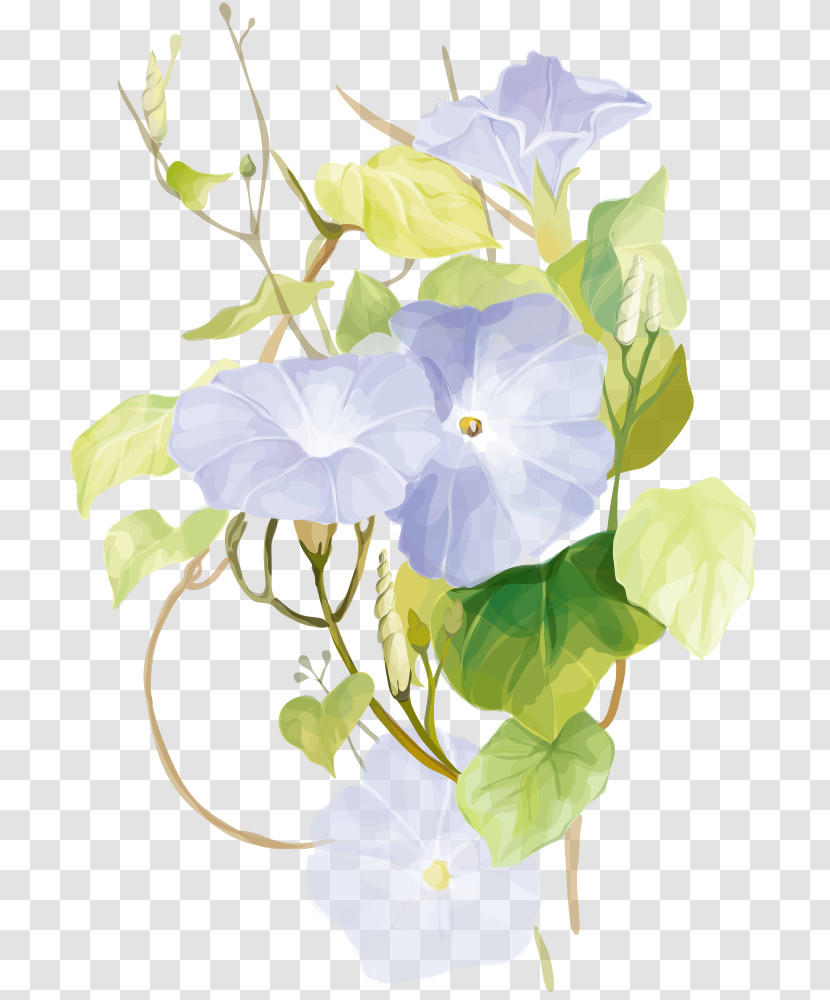 Flower White Petal Plant Morning Glory Transparent PNG