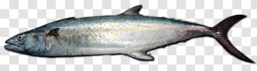 Speckle Park Oily Fish Angus Cattle Animal - Mackerel Transparent PNG