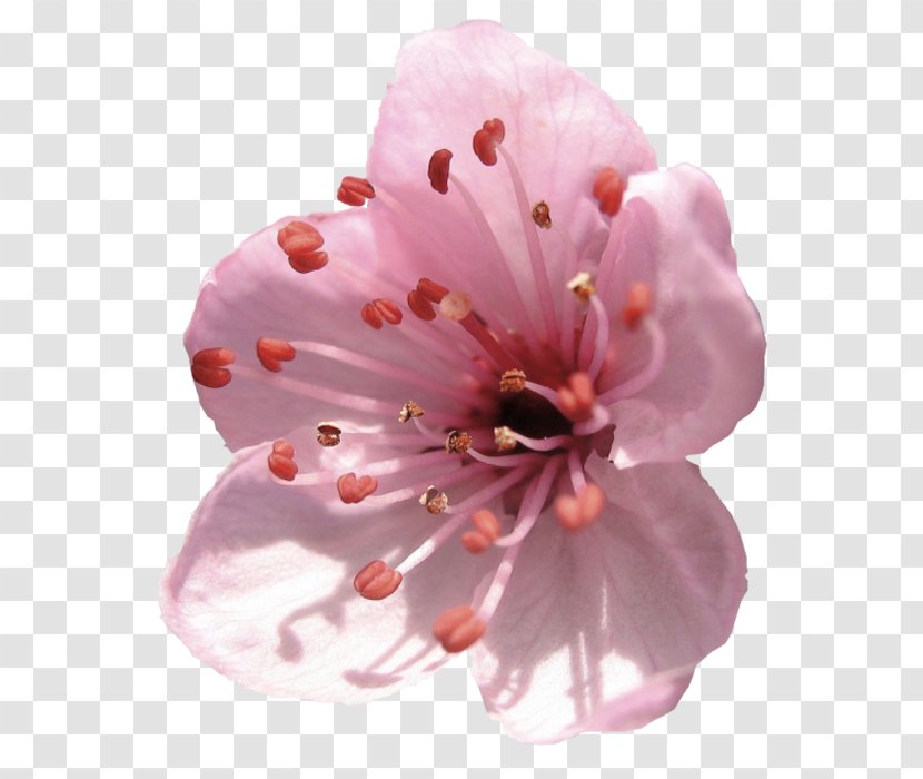 Almond Blossoms Flower Delaware Petal Transparent PNG