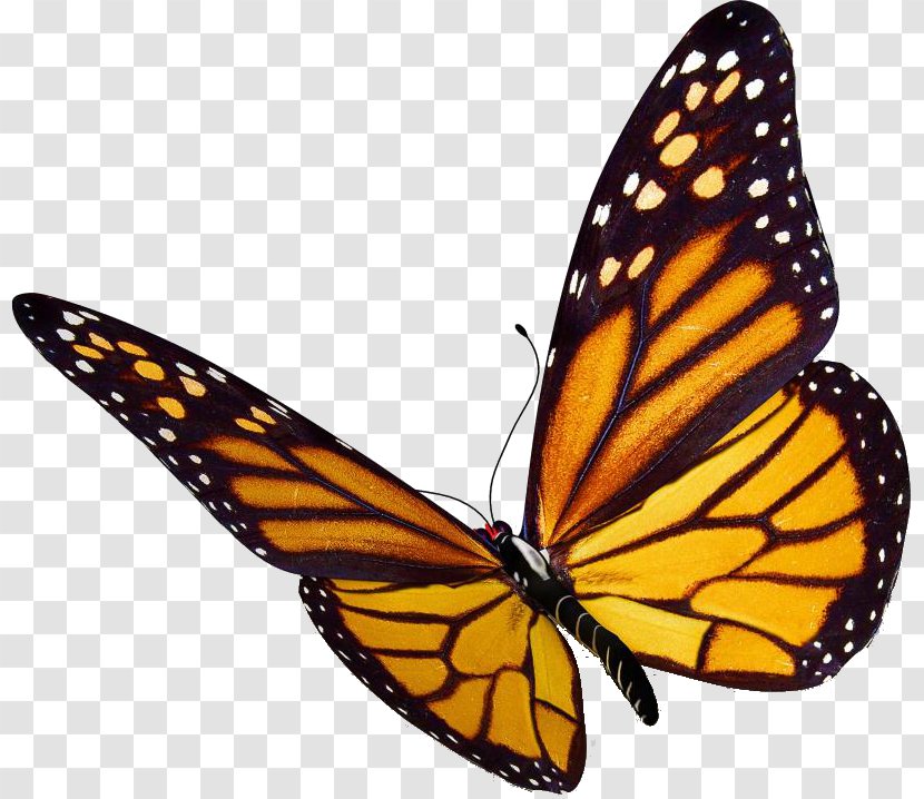 The Monarch Butterfly: International Traveler Clip Art Insect - Lycaenid - Brushfooted Butterfly Transparent PNG