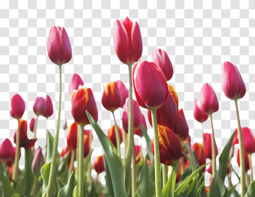 Indira Gandhi Memorial Tulip Garden Pink Flowers - Color - Beautiful Tulips Transparent PNG