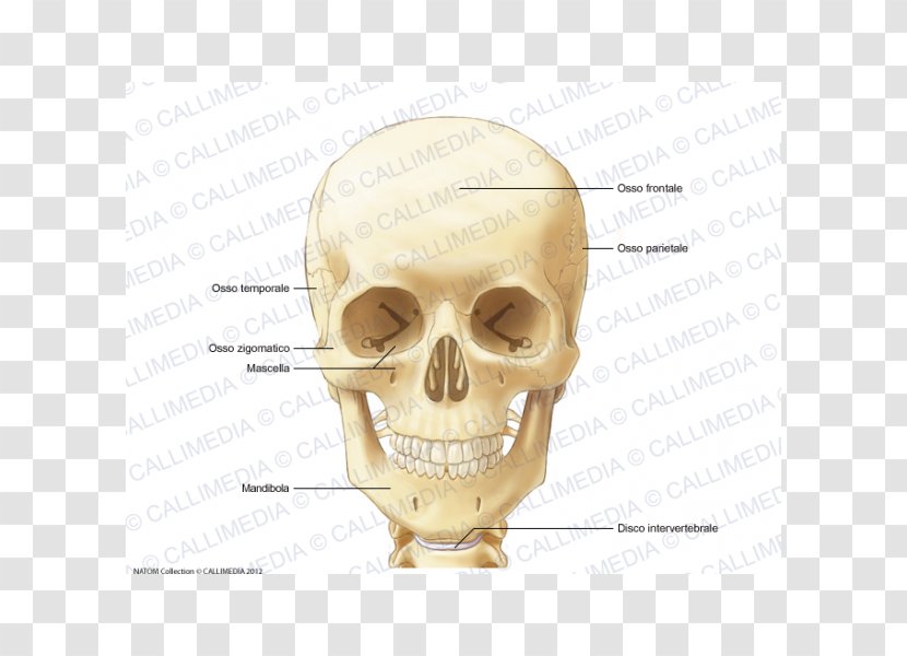 Anatomy Human Skeleton Neck Infraorbital Foramen Bone - Head And Transparent PNG