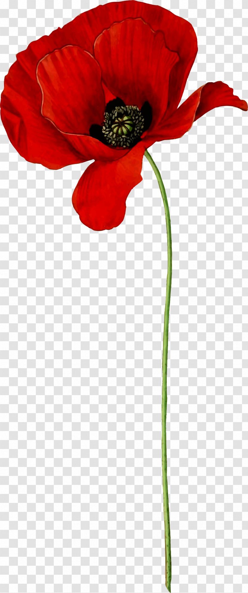 Opium Poppy Flower Common Clip Art - Coquelicot Transparent PNG