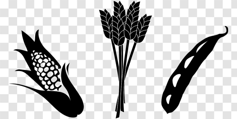 Crop Agriculture Maize Soybean Clip Art - Tree - Stalk Cliparts Transparent PNG