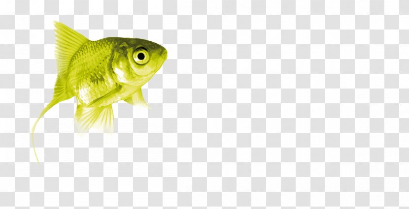 Bony Fishes Fin Green Close-up - Fish Transparent PNG