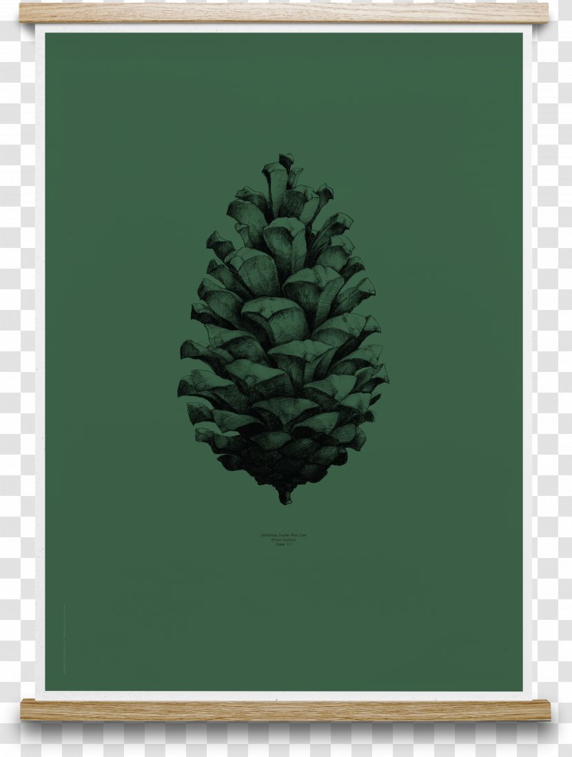 Paper Pine Conifer Cone Posterdesign Drawing - Spruce Transparent PNG