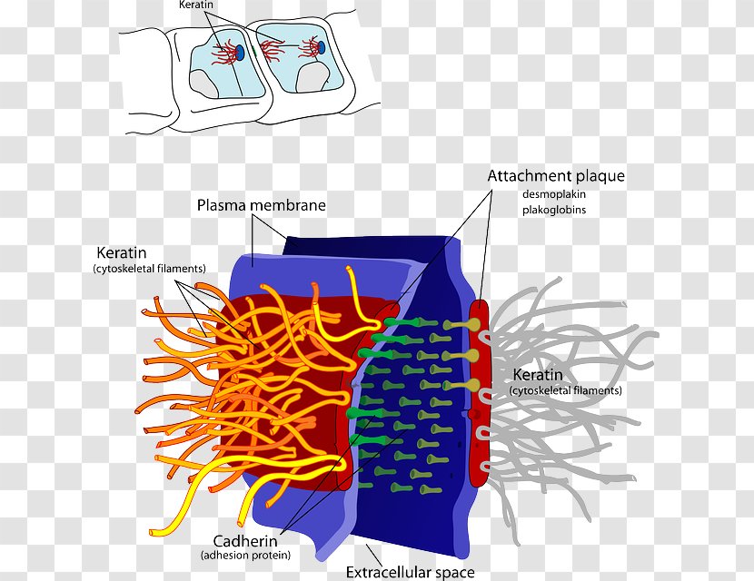 Desmosome Cell Junction Cadherin Biology - Cartoon Transparent PNG
