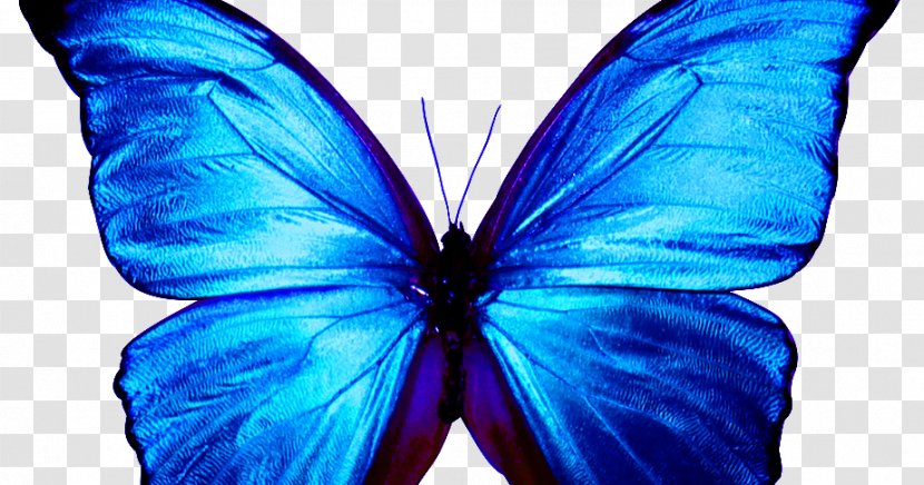Butterfly Papillon Dog Menelaus Blue Morpho - Color Transparent PNG