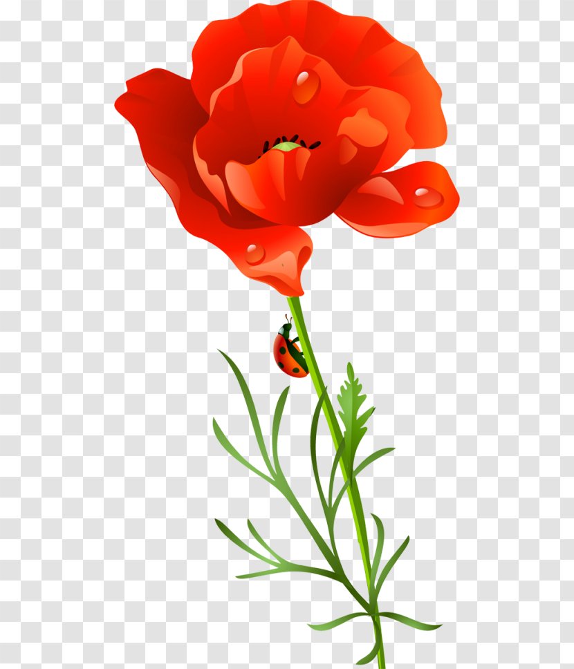 Poppy Flower Clip Art Transparent PNG