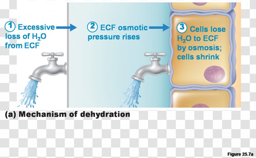 Fluid Balance Electrolyte Blood Urine Kidney - Heart Transparent PNG