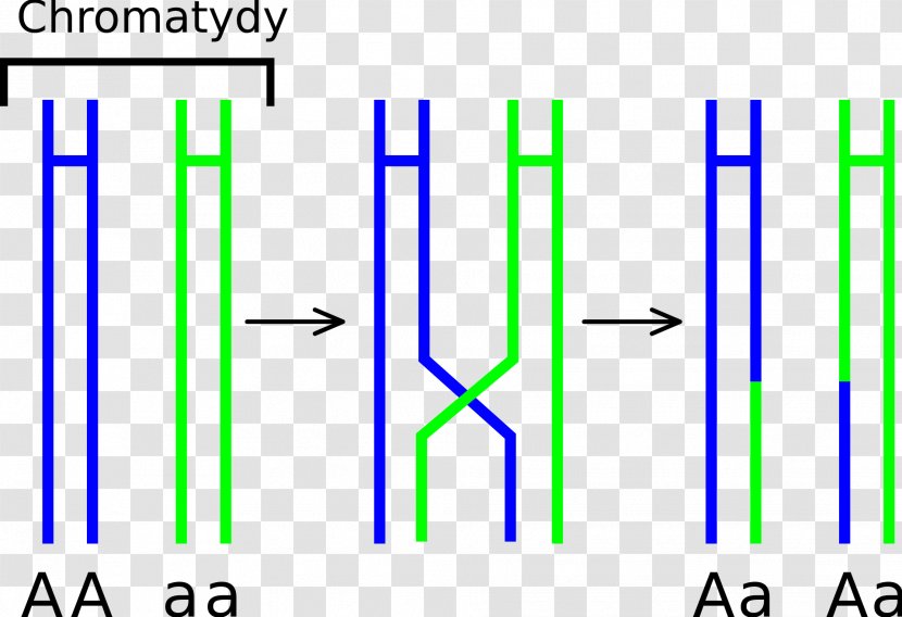 Chromosomal Crossover Meiosis Chromosome Prophase Genetics - Mitosis - Nici Transparent PNG