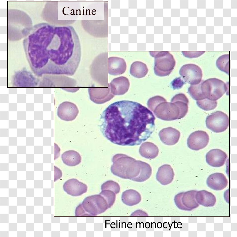 Monocyte Hematology Monocytosis Blood Dog - Violet Transparent PNG