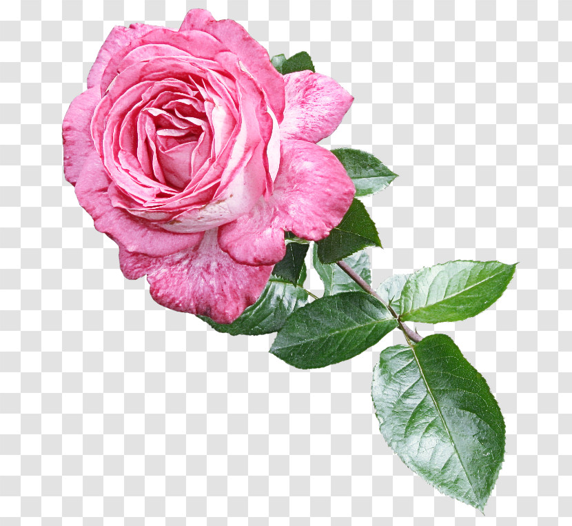 Garden Roses Transparent PNG