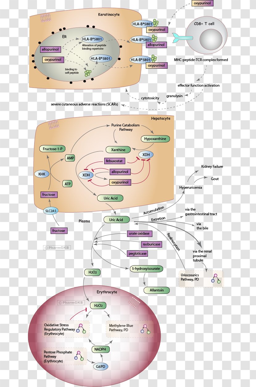 Uric Acid Gout Urate Oxidase Pharmaceutical Drug Allantoin - Pathway Transparent PNG