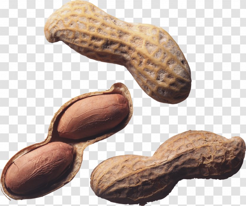 Nut Roast Peanut Allergy Tree - Butter Transparent PNG