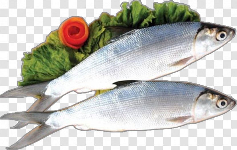 Milkfish Food Bandeng Presto Salmon - Fish Transparent PNG