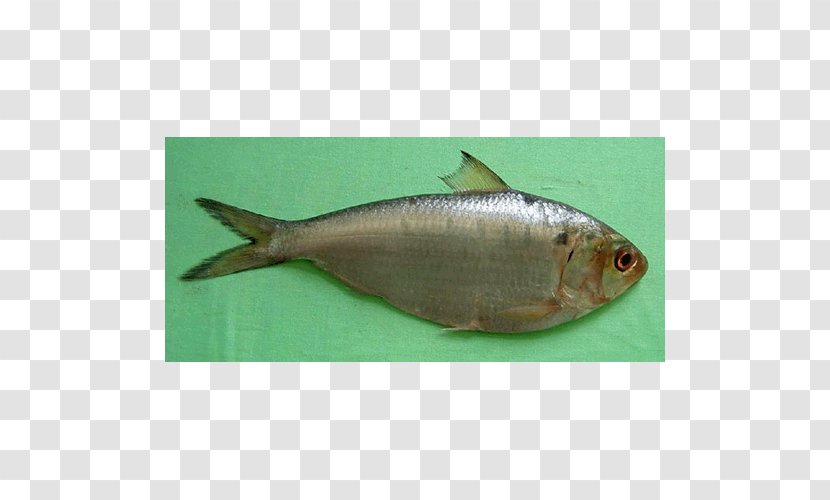Sardine Fish Products Milkfish Oily Herring - Animal Source Foods Transparent PNG