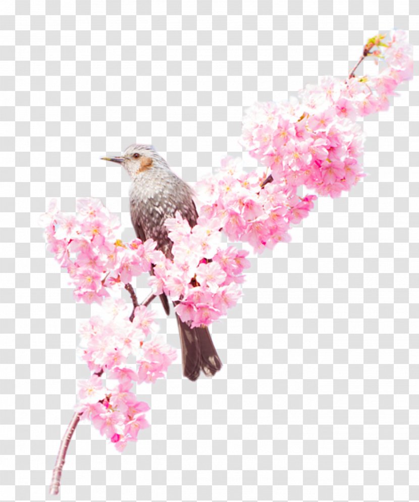 Download - Flower - The Birds Are Decorated On Peach Branches Transparent PNG