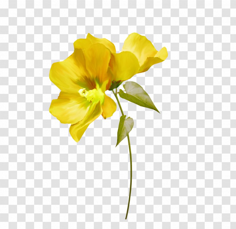 Cut Flowers Yellow White Green - Daylily - Flower Transparent PNG