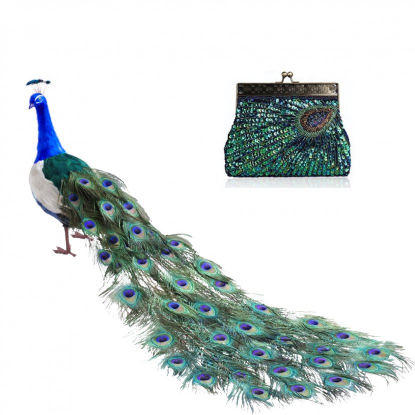 Bird Peafowl Feather Tail Parrot - Turquoise - Peacock Transparent PNG