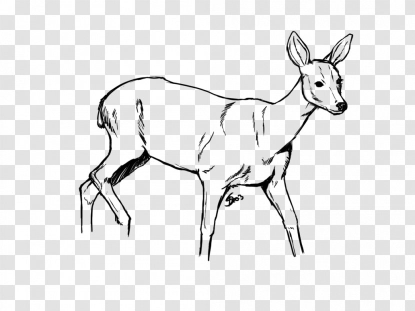 Reindeer White-tailed Deer Drawing Elk - Antelope - A Stumbled By Stone Transparent PNG