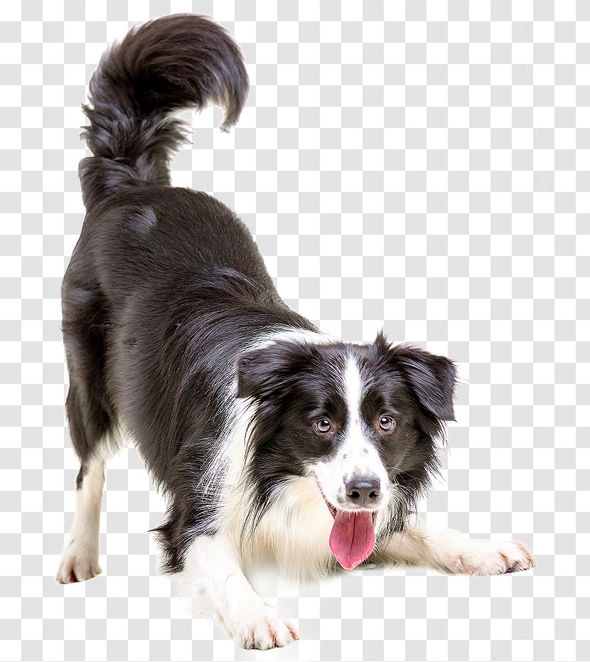 Border Collie Puppy Cat Pet Veterinarian - Affordable Animal Hospital Covina - Dogs Transparent PNG