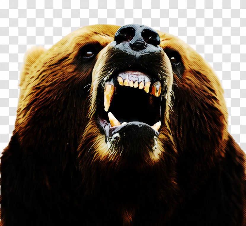 Grizzly Bear Snout Brown Wildlife - Fur - Smile Transparent PNG