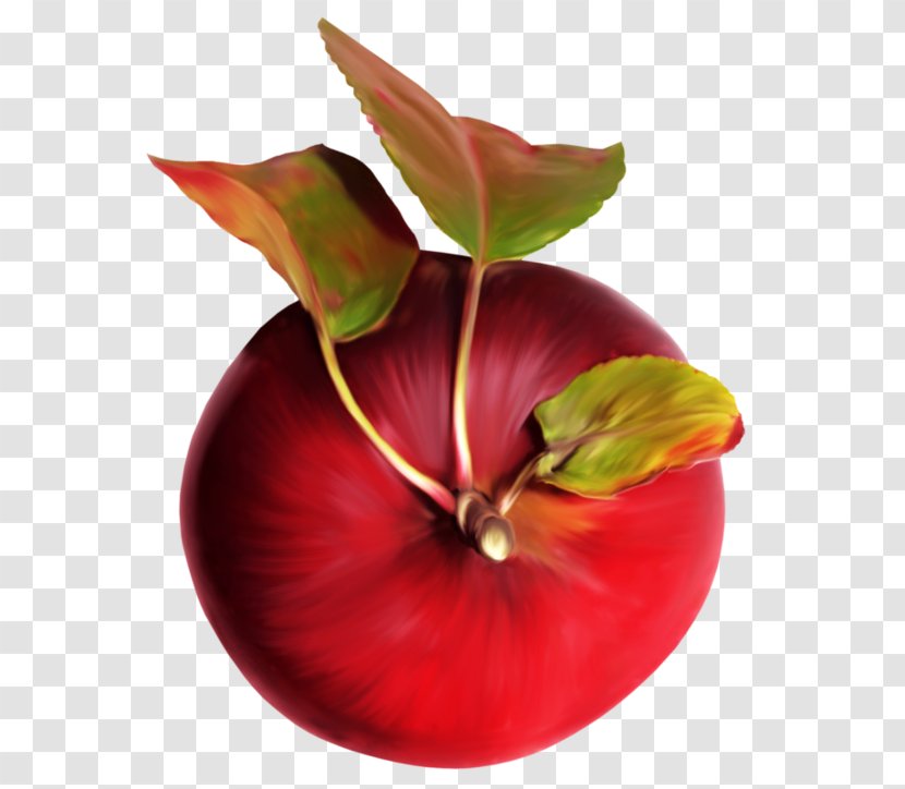 Apple Fuji Download - Fruit - Hand-painted Transparent PNG