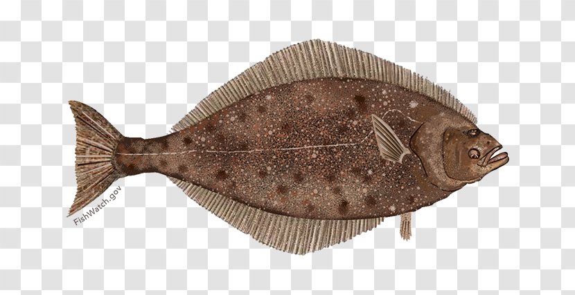 Pacific Halibut Flatfish Sole - Alaska Pollock - Fish Transparent PNG