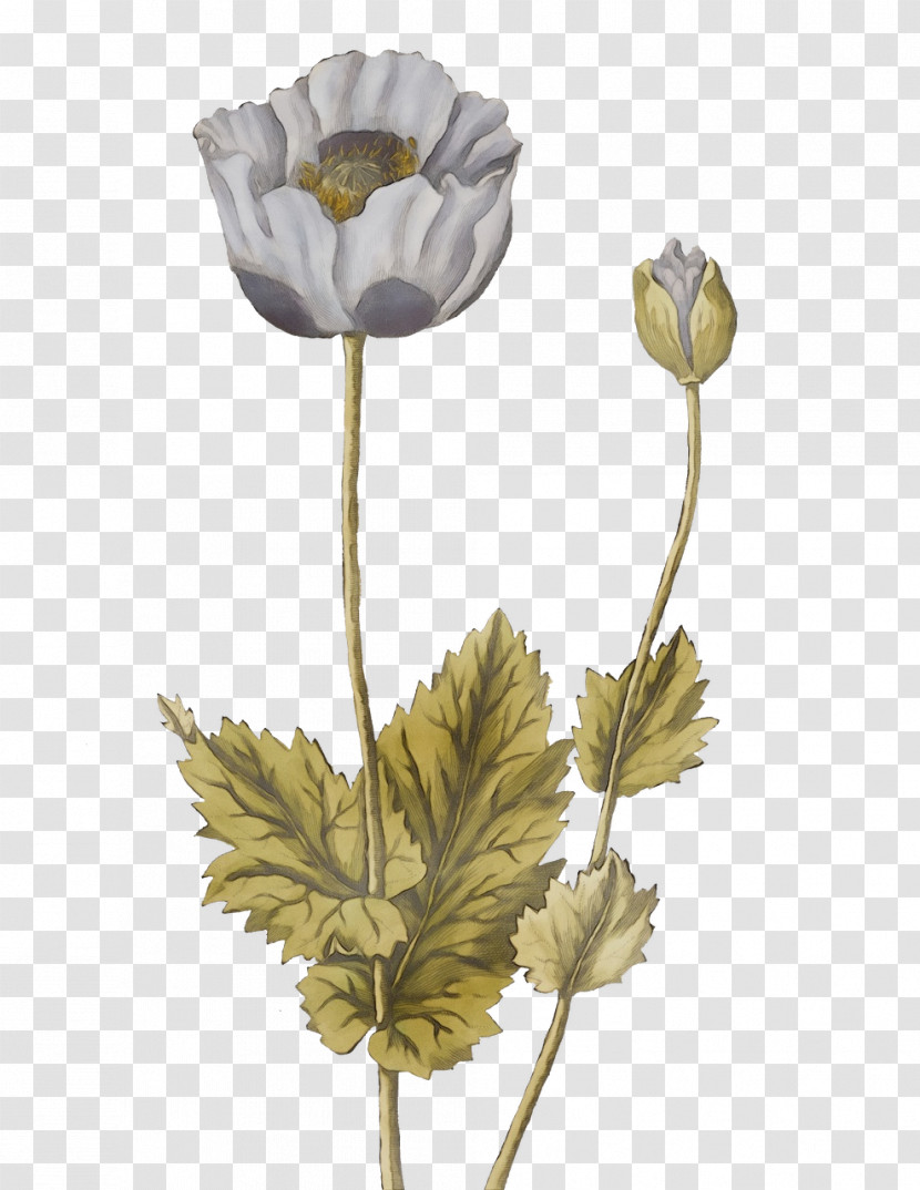 Plant Stem Petal Cut Flowers Flower The Poppy Family Transparent PNG