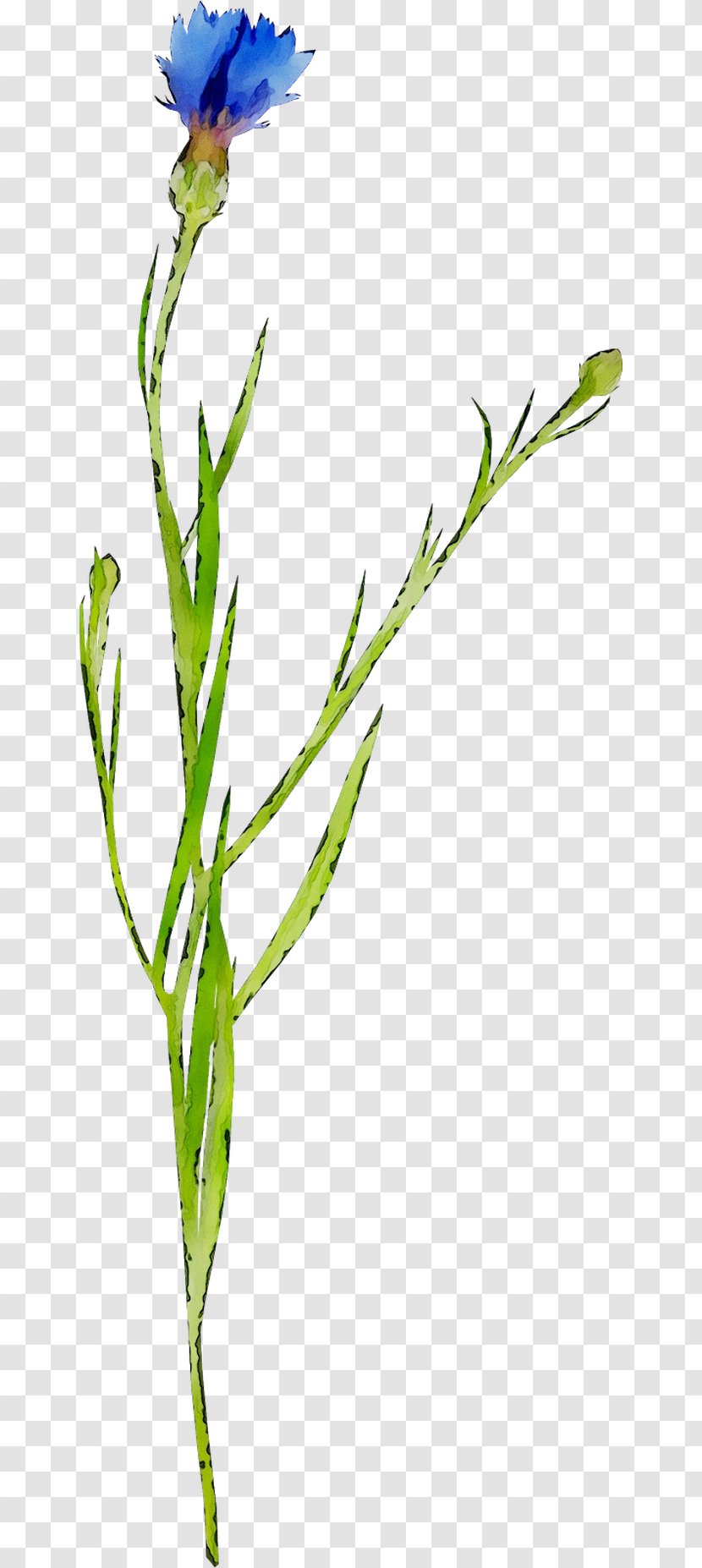 Twig Leaf Greens Bud Plant Stem Transparent PNG