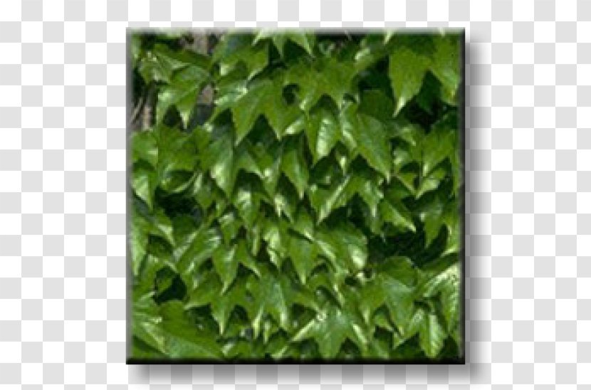 Ivy Parthenocissus Tricuspidata Virginia Creeper Vine Wall - Garden Transparent PNG