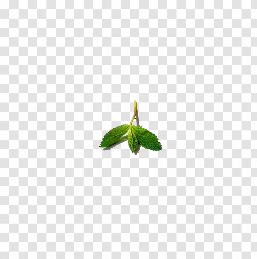 Green Leaf Pattern - Mint Transparent PNG