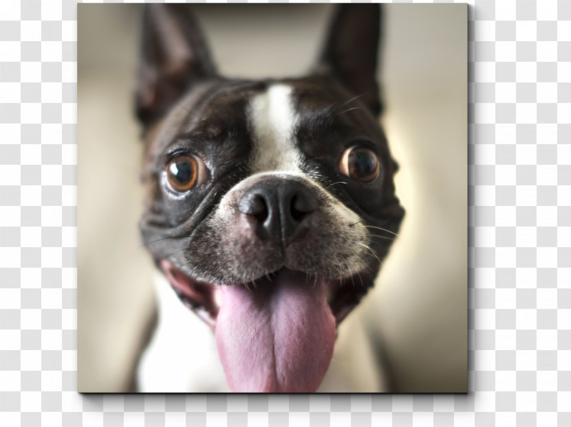 Boston Terrier Smooth Collie Puppy Dog Breed Cat - Group Transparent PNG