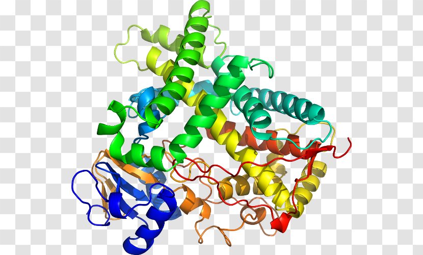 CYP1A2 Cytochrome P450 CYP2C19 Enzyme - Family 1 Member A1 Transparent PNG
