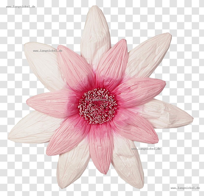 Paper Petal Flower Pink Blume - Daisy Family Transparent PNG