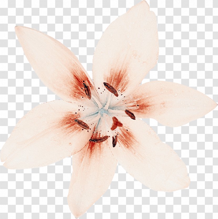 Flowering Plant Petal - Lilly Transparent PNG