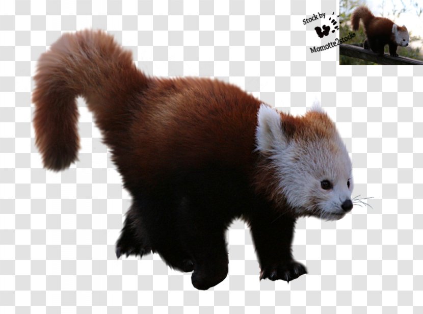Red Panda Giant Clip Art - Haircut Transparent PNG