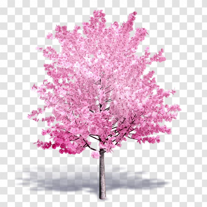 Tree Autodesk Revit Building Information Modeling Cherry Blossom .dwg - Computeraided Design - Blooming Lilies Transparent PNG