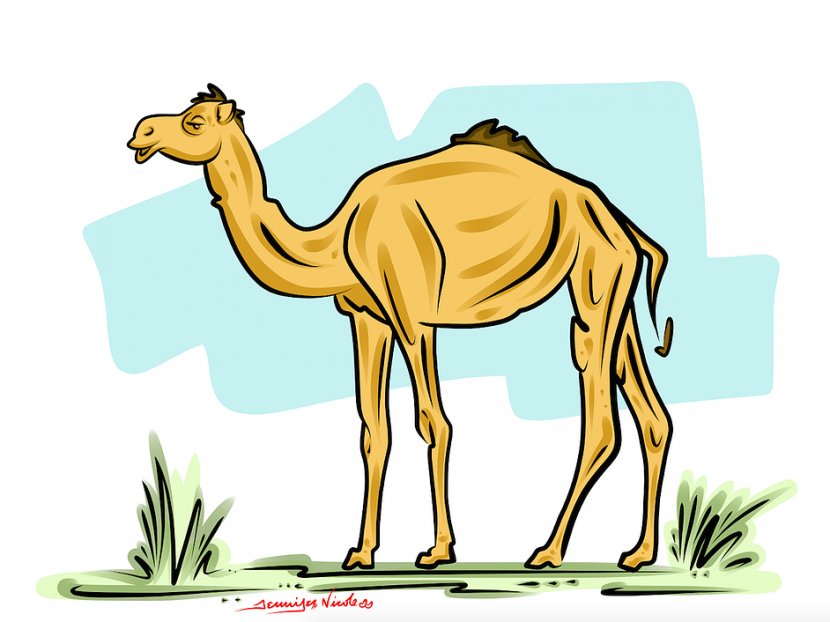Dromedary Daffy Duck Free Content Clip Art - Wildlife - Screwball Cliparts Transparent PNG