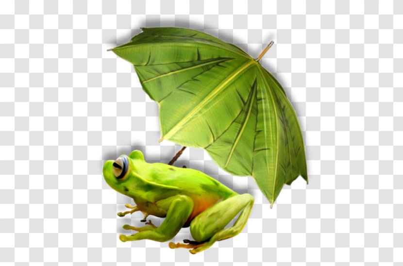 Tree Frog - Coco Transparent PNG
