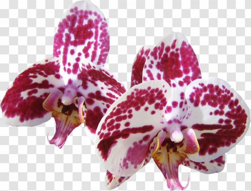 Desktop Wallpaper Orchids Computer Flower - Orchid Transparent PNG
