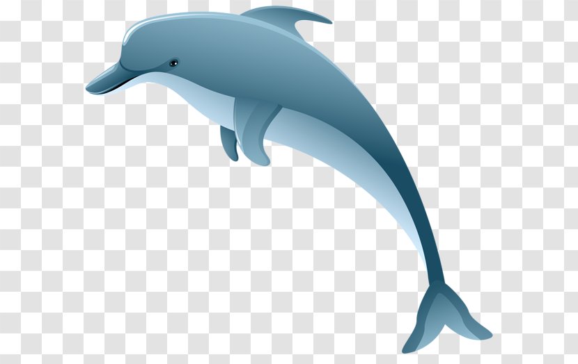 Common Bottlenose Dolphin Short-beaked Tucuxi Clip Art - Mammal Transparent PNG