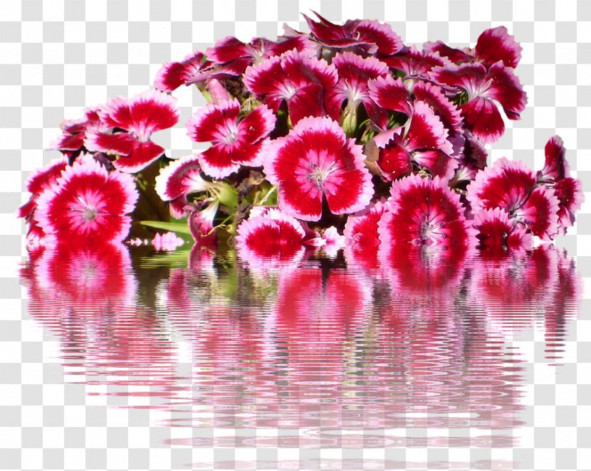 Sweet William Carnation Flower Petal China Pink - Family Transparent PNG