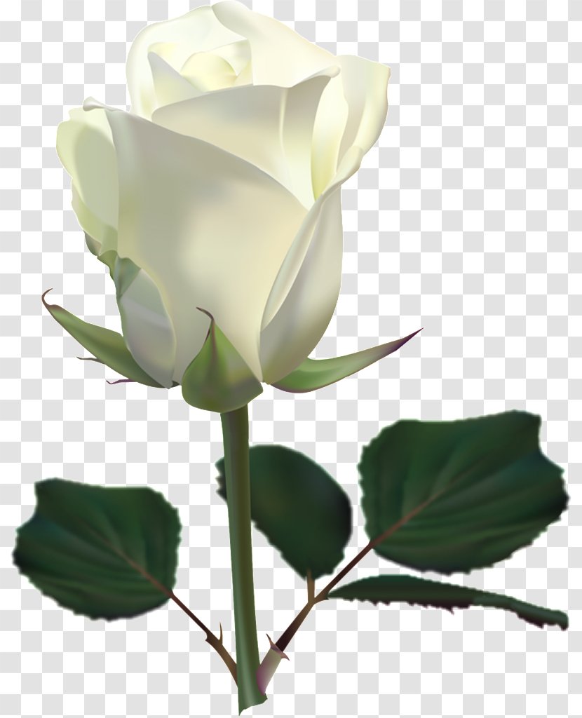 Rose Flower Clip Art - Branch - White Roses Transparent PNG