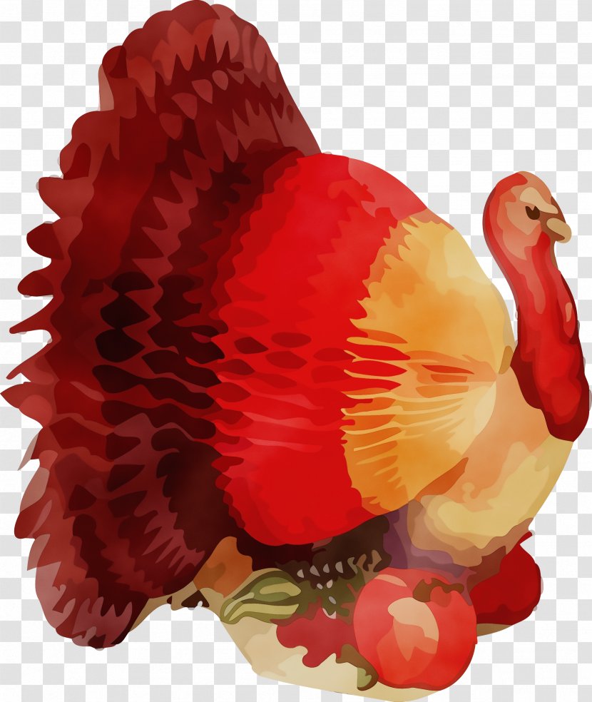 Red Turkey Bird Coquelicot - Thanksgiving Transparent PNG