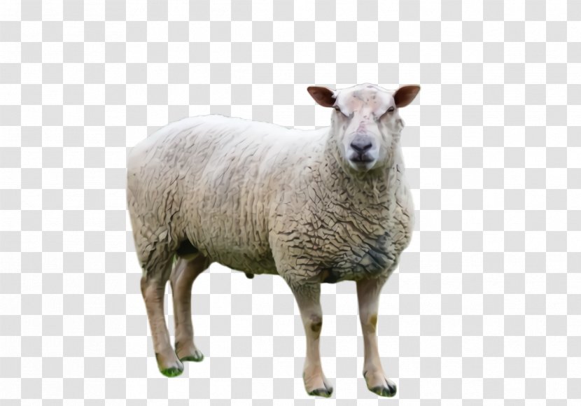 Eid Al Adha - Sheep - Wildlife Animal Figure Transparent PNG