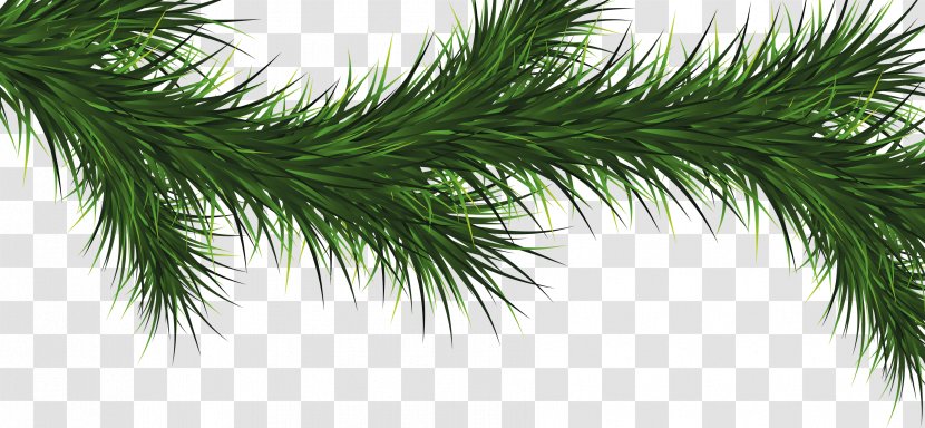 Balsam Fir Tree - Pine - Fir-Tree Image Transparent PNG