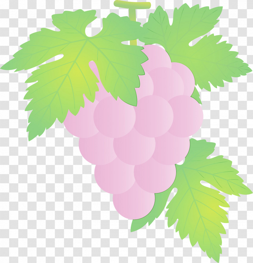 Leaf Grape Leaves Green Grape Grapevine Family Transparent PNG